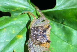 Manuel Antonio: Night tour with a naturalist guide.