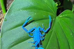 Manuel Antonio: Night tour with a naturalist guide.