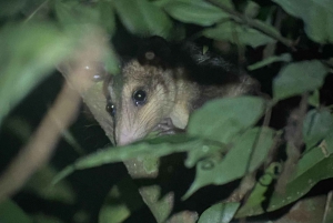 Manuel Antonio: Night tour with a naturalist guide.