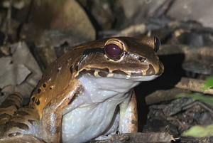 Manuel Antonio: Night tour with a naturalist guide.