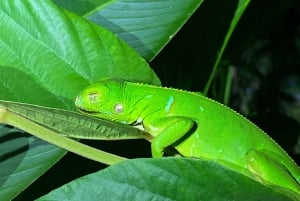 Manuel Antonio: Night Walking Tour with a Naturalist Guide