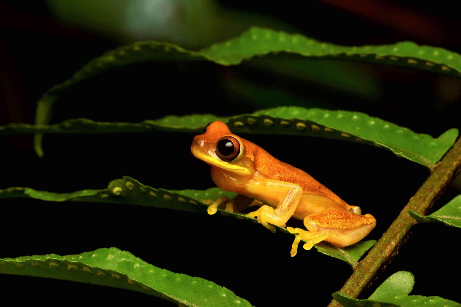 Manuel Antonio: Tour nocturno con guía titulado