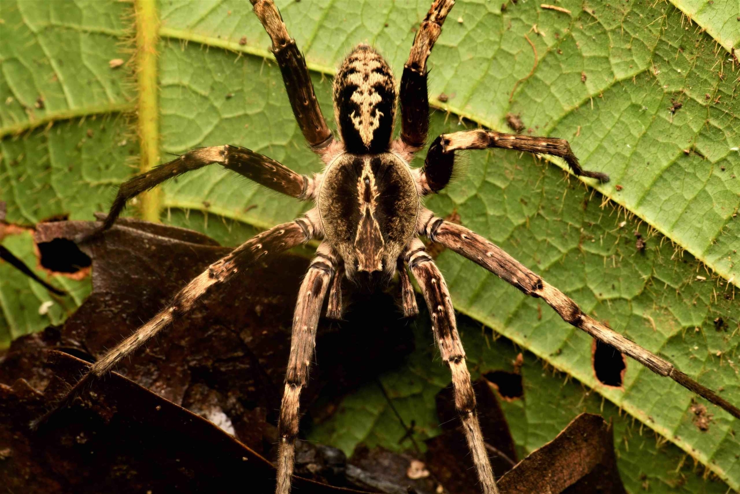 Manuel Antonio: Tour nocturno con guía titulado
