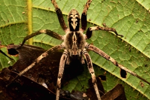 Manuel Antonio: Tour nocturno con guía titulado