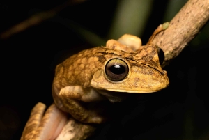 Manuel Antonio: Tour nocturno con guía titulado