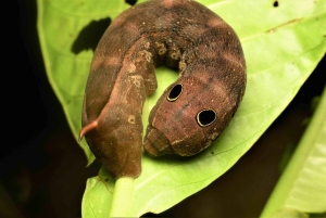 Manuel Antonio: Tour nocturno con guía titulado