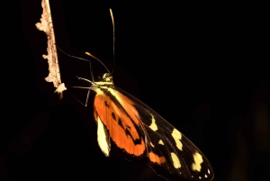 Manuel Antonio: Tour nocturno con guía titulado