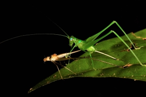 Manuel Antonio: Tour nocturno con guía titulado