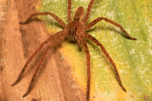 Manuel Antonio: Tour nocturno con guía titulado