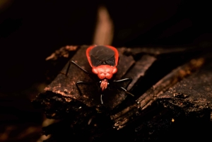 Manuel Antonio: Tour nocturno con guía titulado