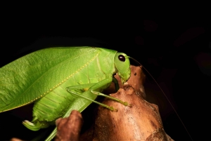 Manuel Antonio: Tour nocturno con guía titulado