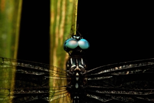 Manuel Antonio: Tour nocturno con guía titulado