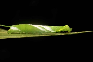 Manuel Antonio: Tour nocturno con guía titulado