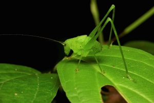 Manuel Antonio: Tour nocturno con guía titulado