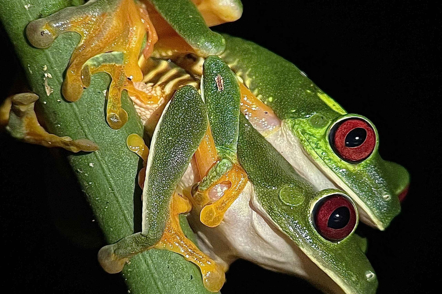 Tour Nocturno con Dayana en Francés: Manuel Antonio