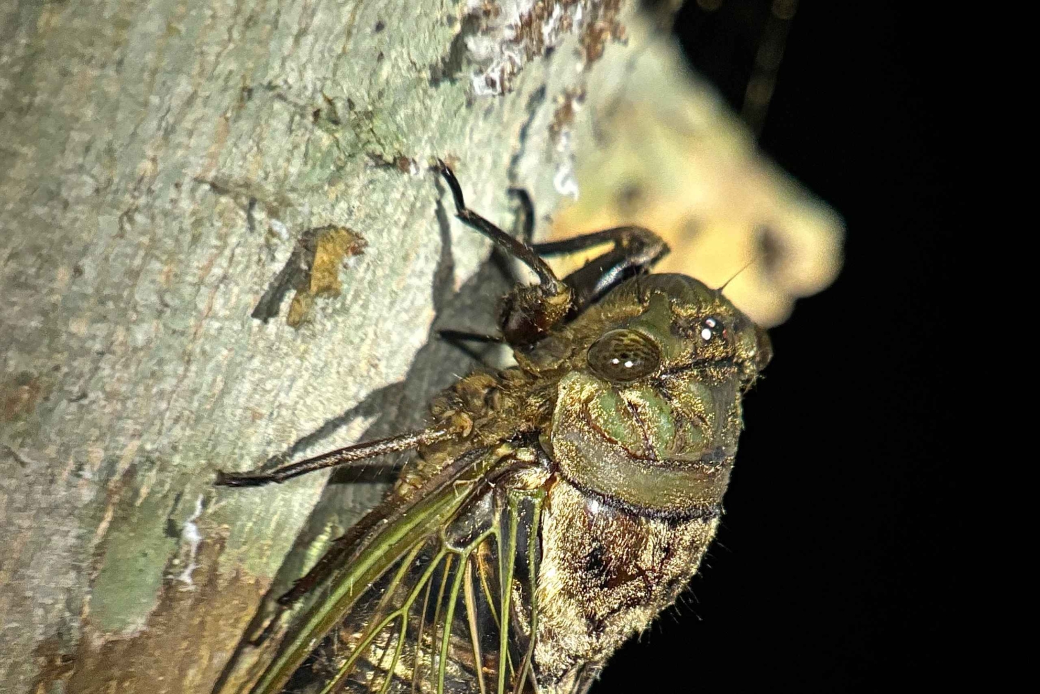 Tour Nocturno con Dayana en Francés: Manuel Antonio