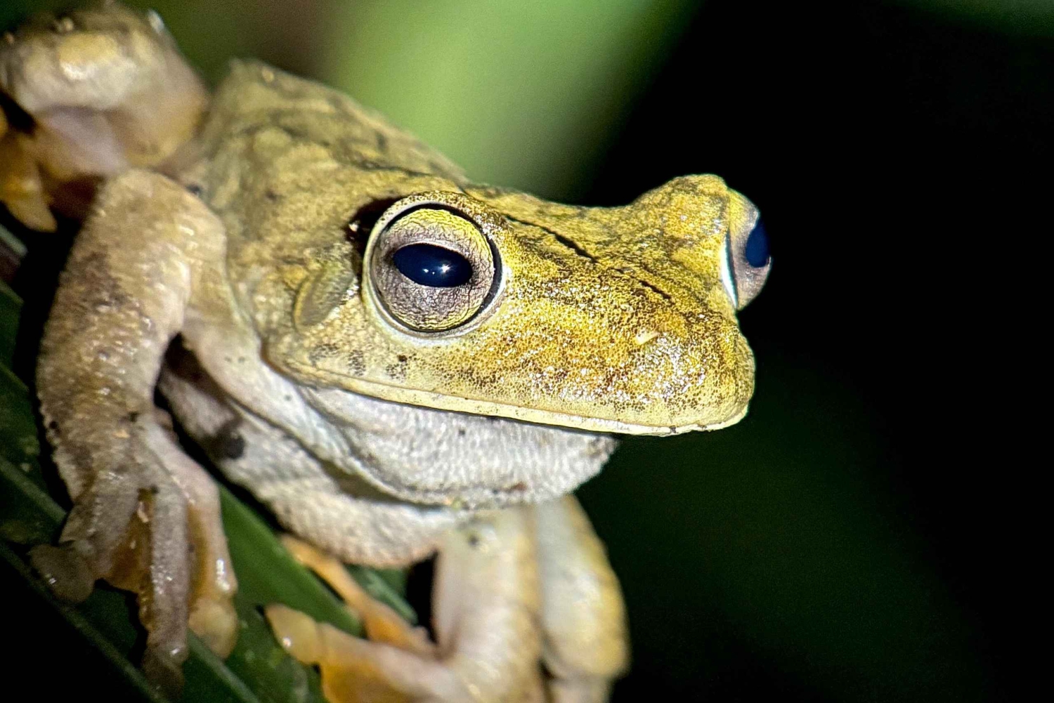 Tour Nocturno con Dayana en Francés: Manuel Antonio