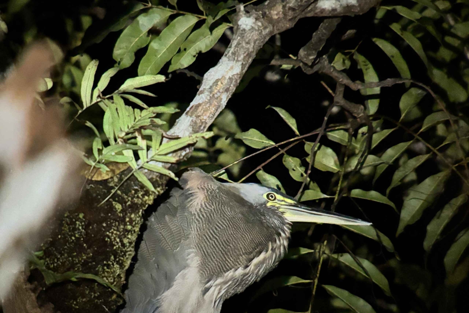 Tour Nocturno con Dayana en Francés: Manuel Antonio