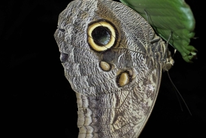 Tour Nocturno con Dayana en Francés: Manuel Antonio