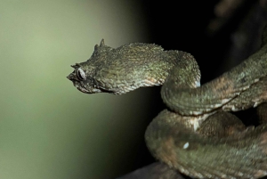 Tour Nocturno con Dayana en Francés: Manuel Antonio