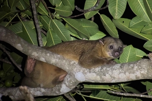 Tour Nocturno con Dayana en Francés: Manuel Antonio