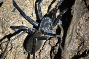 Tour Nocturno con Dayana en Francés: Manuel Antonio