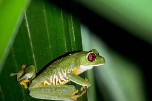 Tour Nocturno con Dayana en Francés: Manuel Antonio