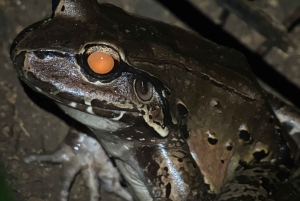 Tour Nocturno con Dayana en Francés: Manuel Antonio