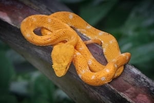 Manuel Antonio nattvandring