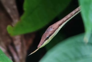 Manuel Antonio Nachtwanderung