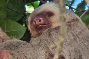 Manuel Antonio nattvandring