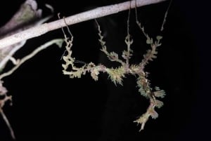 Manuel Antonio Night Walk