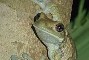 Manuel Antonio: Night Walking Tour with a Naturalist Guide