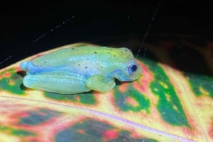 Manuel Antonio: Night Walking Tour with a Naturalist Guide