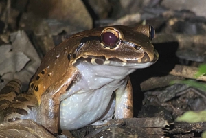 Manuel Antonio: Night Walking Tour with a Naturalist Guide