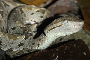 Manuel Antonio: Night Walking Tour with a Naturalist Guide