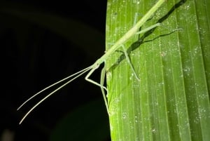 Manuel Antonio: Night Walking Tour with a Naturalist Guide