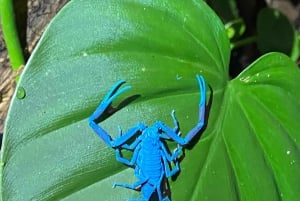 Manuel Antonio: Night Walking Tour with a Naturalist Guide