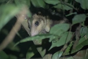 Manuel Antonio: Night Walking Tour with a Naturalist Guide