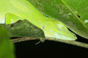 Manuel Antonio: Night Walking Tour with a Naturalist Guide