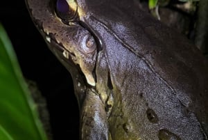 Manuel Antonio: Night Walking Tour with a Naturalist Guide