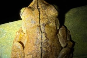 Manuel Antonio: Night Walking Tour with a Naturalist Guide