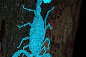 Manuel Antonio: Night Walking Tour with a Naturalist Guide