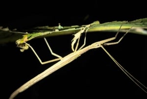 Manuel Antonio: Night Walking Tour with a Naturalist Guide