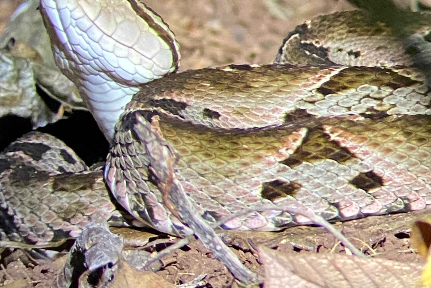 Manuel Antonio: Passeio pedestre noturno
