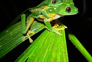 Manuel Antonio: Night Walking Tour