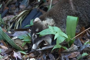 Manuel Antonio: Night Walking Tour