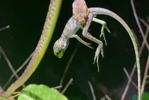 Manuel Antonio: Night Walking Tour