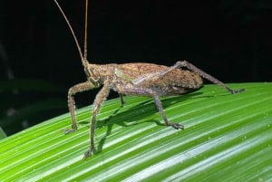 Manuel Antonio: Night Walking Tour