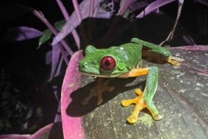 Manuel Antonio: Night Walking Tour